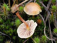 Hypholoma elongatum, Sphagnum Brownie