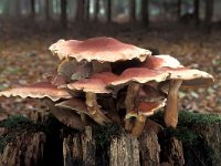 Hypholoma lateritium, Brick Cap