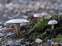 Rode zwavelkop 03 : Psilocybe sublateritia, brick cap, Rode zwavelkop