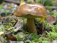 Mushroom Bay bolete (Imleria badia)  Mushroom Bay bolete (Imleria badia) : Bay bolete, bolete, Imleria badia, edible, autumn, autumnal, fall, color, fungus, mushroom, brown, toadstool, stem, cap, nature, natural, growth, outside, outdoor, no people, nobody