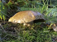 Brown bolete mushroom between grasses nad mosses  Brown bolete mushroom between grasses and mosses : autumn, autumnal, boletales, bolete, cap, fall, fungus, grass, grasses, green, growth, moss, mosses, mushroom, mushroom cap, natural, nature, no people, nobody, outdoors, outside