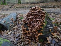 Kuehneromyces mutabilis 4, Stobbezwammetje, Saxifraga-Luuk Vermeer