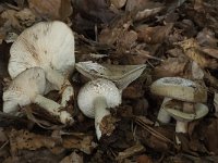 Lactarius blennius 3, Grijsgroene melkzwam, Saxifraga-Willem van Kruijsbergen