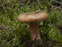 Lactarius deterrimus 3, Peenrode melkzwam, Saxifraga-Willem van Kruijsbergen