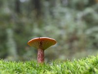 Lactarius rufus, Rufous Milkcap