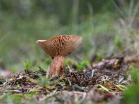 Lactarius rufus 7, Rossige melkzwam, Saxifraga-Luuk Vermeer