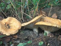 Lactarius zonarius