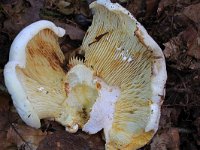 Lactifluus vellereus