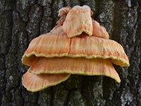 Laetiporus sulphureus 15, Zwavelzwam, Saxifraga-Luuk Vermeer