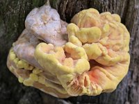 Laetiporus sulphureus 34, Zwavelzwam, Saxifraga-Tom Heijnen