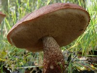 Leccinum aurantiacum