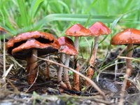 Leratiomyces ceres 5, Oranjerode stropharia, Saxifraga-Luuk Vermeer