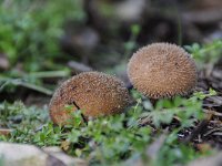 Lycoperdon nigrescens 2, Zwartwordende stuifzwam, Saxifraga-Luuk Vermeer