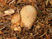 Lycoperdon nigrescens 4, Zwartwordende stuifzwam, Saxifraga-Marijke Verhagen