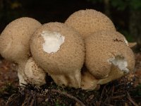 Lycoperdon nigrescens 7, Zwartwordende stuifzwam, Saxifraga-Marijke Verhagen