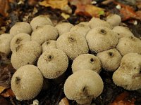 Lycoperdon perlatum 21, Parelstuifzwam, Saxifraga-Luuk Vermeer