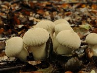 Lycoperdon perlatum 22, Parelstuifzwam, Saxifraga-Luuk Vermeer