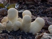 Parelstuifzwam  Parelstuifzwam natuurtuin te Harderwijk : Lycoperdon perlatum