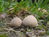 Lycoperdon perlatum 33, Parelstuifzwam, Saxifraga-Luuk Vermeer