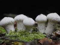 Lycoperdon perlatum 35, Parelstuifzwam, Saxifraga-Luuk Vermeer