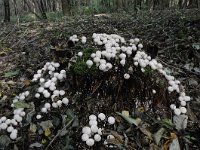 Lycoperdon pyriforme 7, Peervormige stuifzwam, Saxifraga-Luuk Vermeer