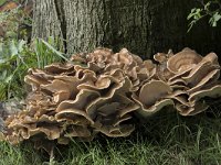 Meripilus giganteus 24, Reuzenzwam, Saxifraga-Willem van Kruijsbergen