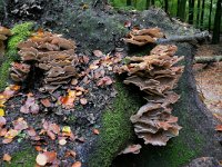 Meripilus giganteus 31, Reuzenzwam, Saxifraga-Tom Heijnen