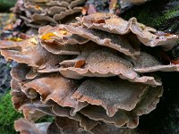 Meripilus giganteus 32, Reuzenzwam, Saxifraga-Tom Heijnen