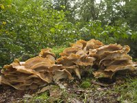 Meripilus giganteus 8, Reuzenzwam, Saxifraga-Jan Nijendijk