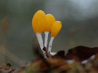 Mitrula paludosa 18, Beekmijtertje, Saxifraga-Luuk Vermeer