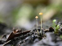 Mycena acicula 3, Oranje dwergmycena, Saxifraga-Luuk Vermeer