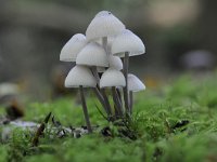 Mycena arcangeliana 6, Bundelmycena, Saxifraga-Luuk Vermeer