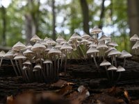 Mycena arcangeliana 8, Bundelmycena, Saxifraga-Luuk Vermeer