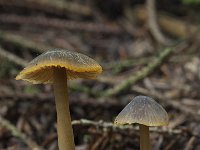 Mycena aurantiomarginata 2, Goudrandmycena, Saxifraga-Willem van Kruijsbergen