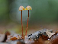 Mycena crocata 17, Prachtmycena, Saxifraga-Luuk Vermeer