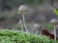 Mycena epipterygia 10, Graskleefsteelmycena, Saxifraga-Luuk Vermeer