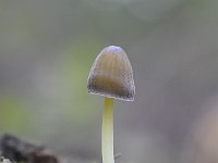 Mycena epipterygia 11, Graskleefsteelmycena, Saxifraga-Luuk Vermeer