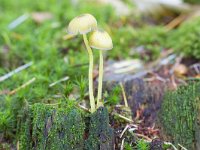 Mycena epipterygia 15, Graskleefmycena, Saxifraga-Jan Nijendijk