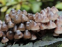 Mycena haematopus 6, Grote bloedsteelmycena, Saxifraga-Luuk Vermeer