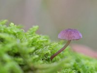 Mycena meliigena