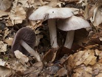 Mycena pelianthina, Blackedge Bonnet