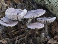 Mycena pura 5, Gewoon elfenschermpje, Saxifraga-Willem van Kruijsbergen