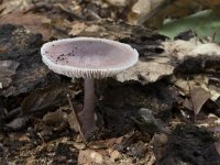 Mycena pura 7, Gewoon elfenschermpje, Saxifraga-Willem van Kruijsbergen