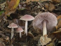 Mycena rosea 6, Heksenschermpje, Saxifraga-Willem van Kruijsbergen