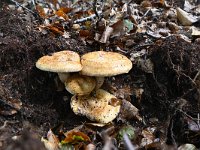 Paxillus involutus 8, Gewone krulzoom, Saxifraga-Luuk Vermeer