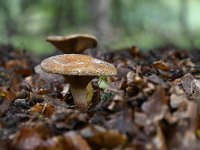 Paxillus involutus 9, Gewone krulzoom, Saxifraga-Luuk Vermeer