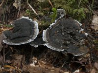 Phellodon niger, Black Tooth