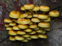 Goudvliesbundelzwam  Goudvliesbundelzwam - Pholiota aurivella