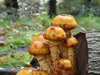 Pholiota adiposa 6, Goudvliesbundelzwam, Saxifraga-Luuk Vermeer