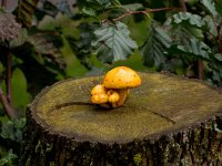 Elzenbundelzwam  Elzenbundelzwam : Pholiota alnicola